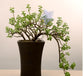 Glass Automatic Self Watering Bird Watering Cans Flowers Plant Decorative Clear Glass Watering Device Houseplant